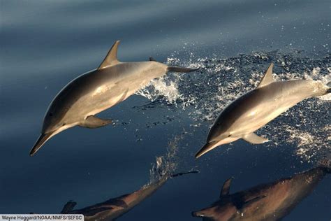 Spinner Dolphin Facts, Pictures, Complete Species Guide