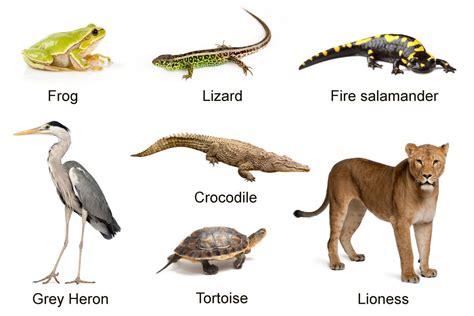 Vertebrates Reptiles Examples