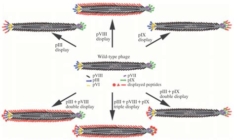 Basic structure of the M13 bacteriophage and the possible pathway of... | Download Scientific ...