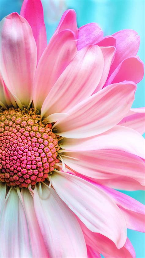 Discover more than 54 pink sunflower wallpaper best - in.cdgdbentre