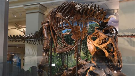 Smithsonian Natural History Museum dinosaur and fossil hall reopens