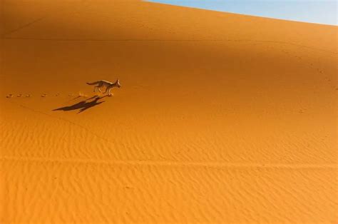 Desert Foxes | Species That Thrive in the Desert - All Things Foxes