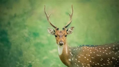 Explore Wildlife in Karnataka - Karnataka Tourism