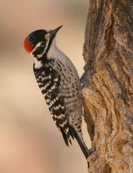 Nuttall's Woodpecker - BirdForum Opus | BirdForum