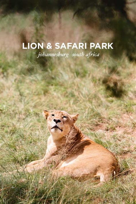 The Lion Park Johannesburg South Africa | One Day Mini Safaris