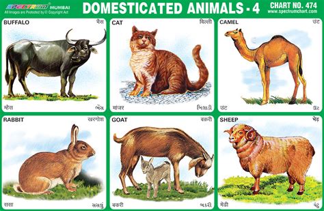 Spectrum Educational Charts: Chart 474 - Domesticated Animals 4