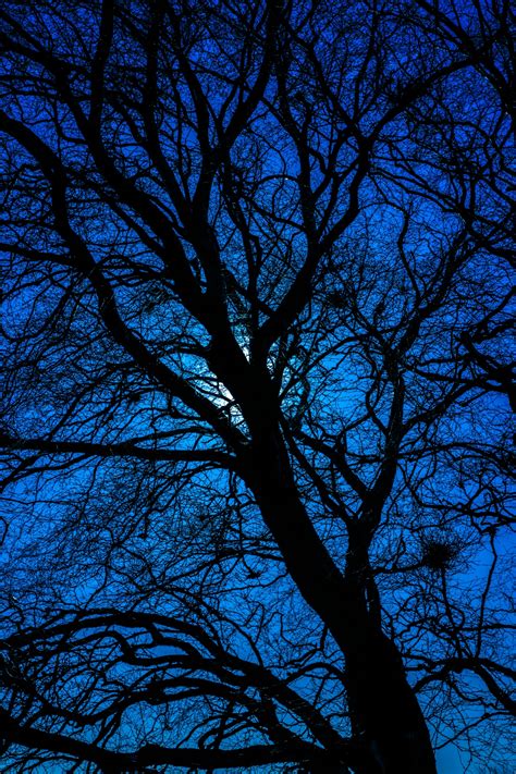 Blue Tree Silhouette Free Stock Photo - Public Domain Pictures