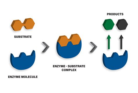 Intro to Enzymes - www.bio-cat.com