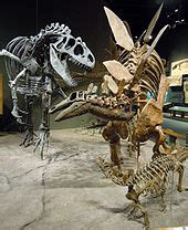 Allosaurus and Stegosaurus skeletons, Denver Museum of Nature and Science