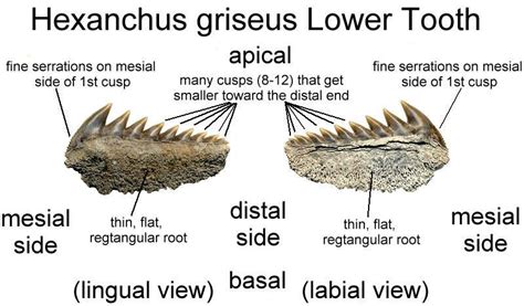 Fossilguy.com: Cow Shark Facts and Information: Notorynchus - Sevengill & Hexanchus - Sixgill ...