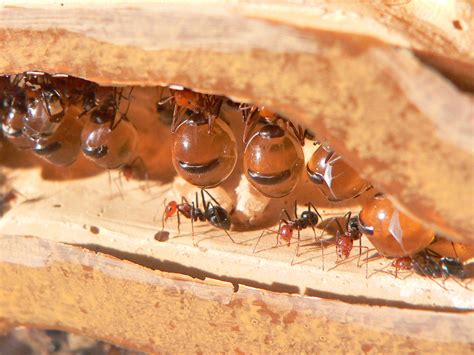 xenobiology - How do Glass Ants create their tunnels? - Worldbuilding ...