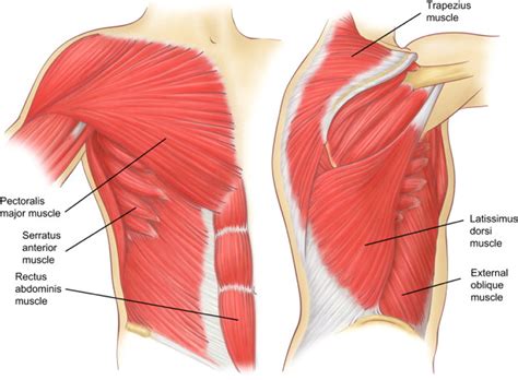 Female Chest Wall Muscle Anatomy