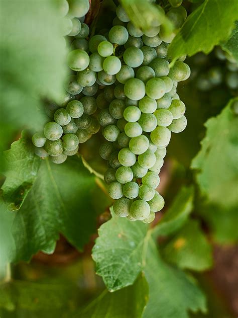 Semillon: what it tastes like, the best winemakers, and more