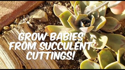 How to re-root succulent cuttings, succulent propagation, grow healthy ...