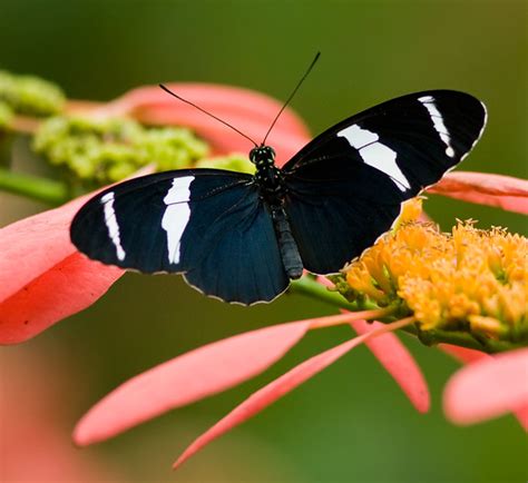 Tropical Heliconian | Heliconius antiochus Cockrell Butterfl… | Flickr