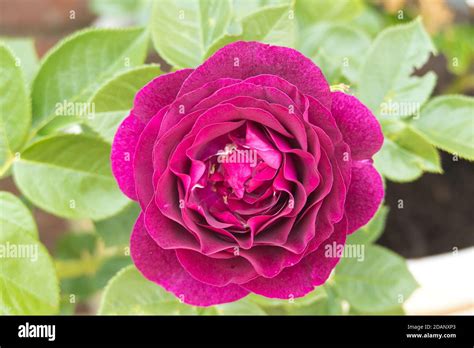 Rose Twilight Zone Stock Photo - Alamy