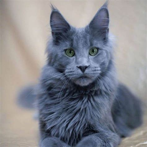 Discover the Enchanting Tale of a Russian Blue Mix Cat: A Mesmerizing Feline Fusion | Britshorthair