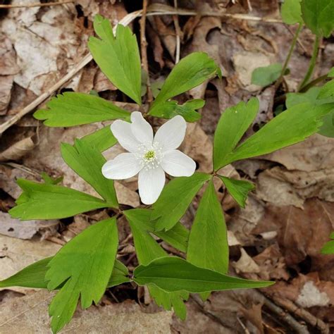 Wood Anemone (Anemone quinquefolia) | Western Carolina Botanical Club