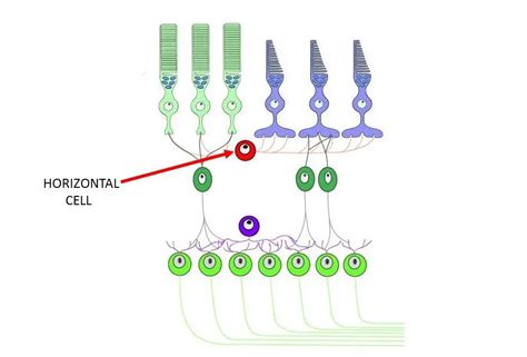 Horizontal cell - definition