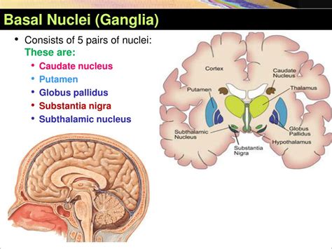 Basal Ganglia Diagram