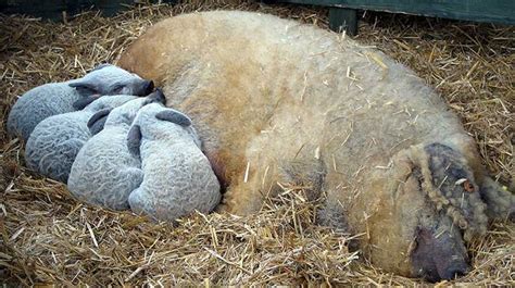 Мангалица. Hungarian Mangalitsa, Mangalitsa pig ... | Pig breeds ...