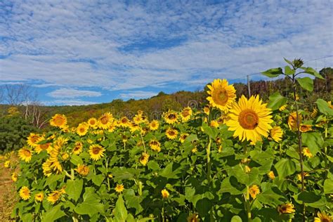 Sunflowers Field in the Early Autumn. Stock Photo - Image of fall ...