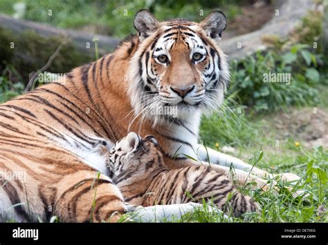 Amur tiger mother with feeding cub Stock Photo: 60390136 - Alamy