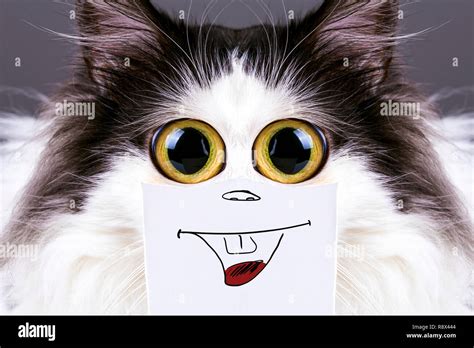 black and white funny cat with big eyes and smile on cardboard Stock ...