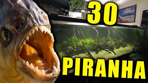 30 PIRANHA IN MY AQUARIUM - Full fish tank update - YouTube