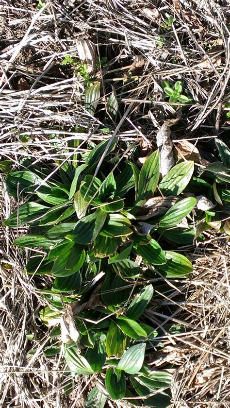 Southern Forager: English Plantain