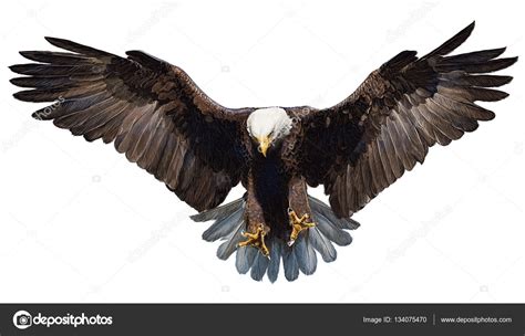 Bald eagle landing hand draw and paint color on white. ⬇ Stock Photo, Image by © Patthana #134075470