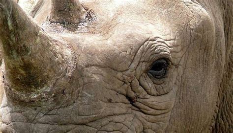 2014 Has Already Set A Record For Rhino Poaching - The Dodo