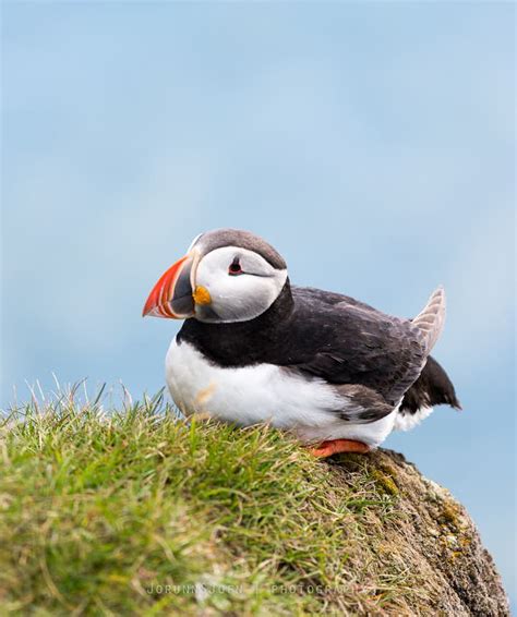 Puffins in Iceland | Guide to Iceland