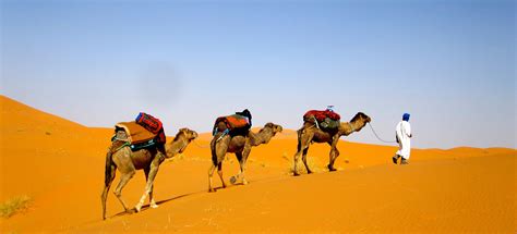 Morocco Camel Trekking, Erg-Chebbi, Sahara Camel Tours