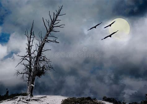 An eerie night stock image. Image of bare, flock, moonlight - 7442433