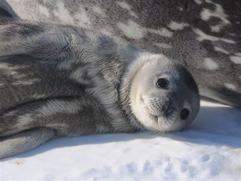 Weddell seals — Australian Antarctic Division | Cutest animals on earth, Funny animal pictures ...