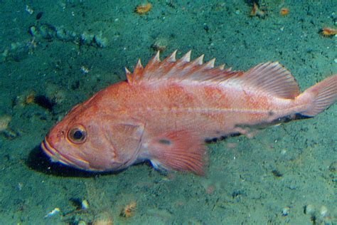 Rockfish Getting Better With Age | NOAA Fisheries