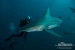 Blacktip Shark Photos, Blacktip Shark Images, Nature Wildlife Pictures | NaturePhoto