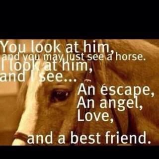 Horse Friendship Quotes. QuotesGram