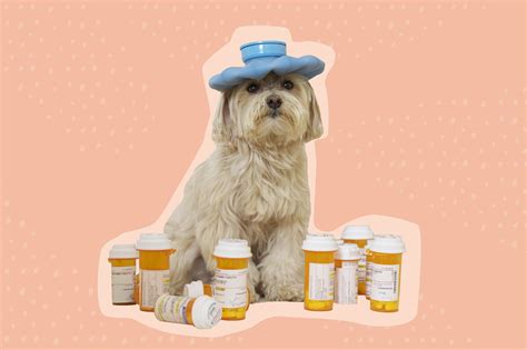 The 6 Best Places to Buy Pet Medication Online in 2023