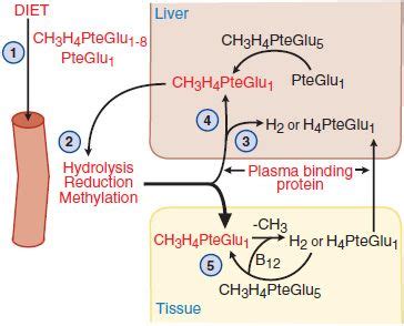 Hematopoietic Agents: Growth Factors, Minerals, and Vitamins ...