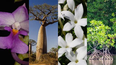 Top 124+ Imagenes de la flora y fauna de madagascar - Elblogdejoseluis.com.mx