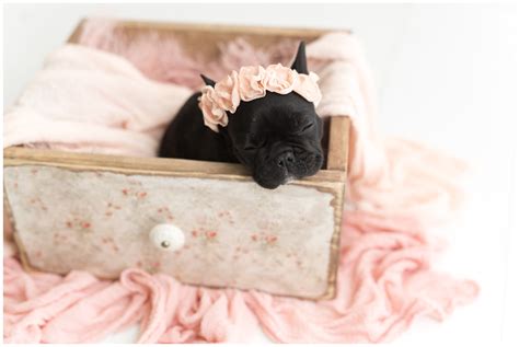 Olive Frenchie Puppy Newborn Photoshoot - socutephoto.com