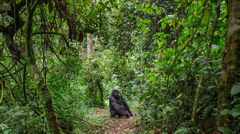 The Struggle to Protect the Congo Basin Rainforest | Britannica