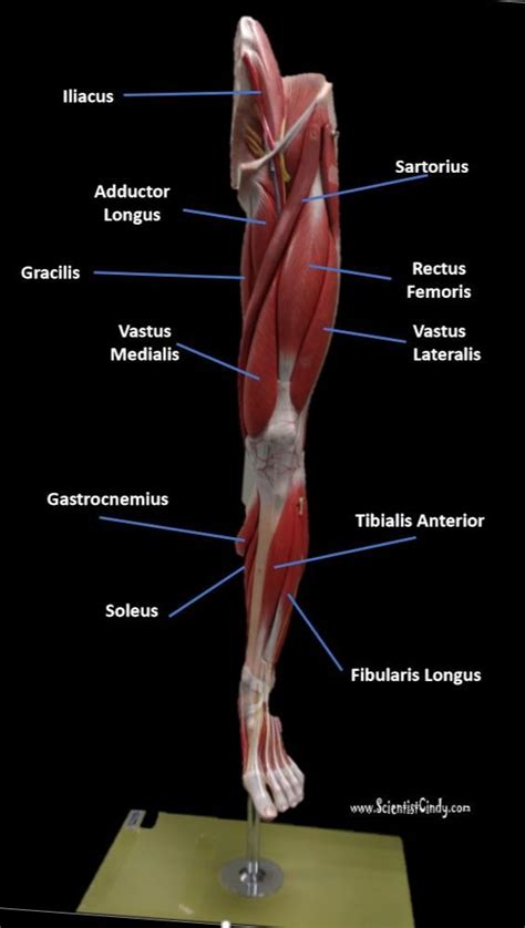 shin muscles diagram