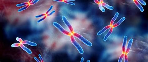 Inheritance and Transmission of Epigenetic Memory Across Generations | What is Epigenetics?