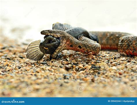 Water snake stock photo. Image of animals, prey, viper - 29942244