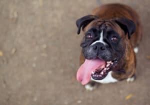 Boxer Dog Teeth: Everything You've Ever Wanted To Know - A-Z Animals