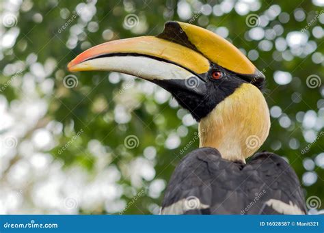 Hornbill. stock image. Image of bird, tropical, wildlife - 16028587