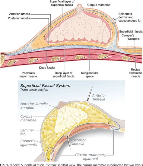 Anatomy Of The Superficial Fascia System Of The Breast A Comprehensive ...